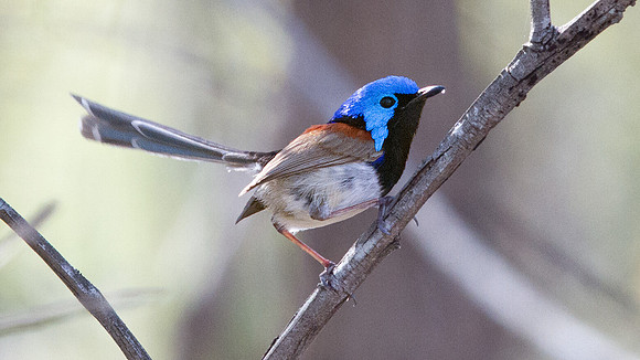 Variegated fairywren (Malurus lamberti)