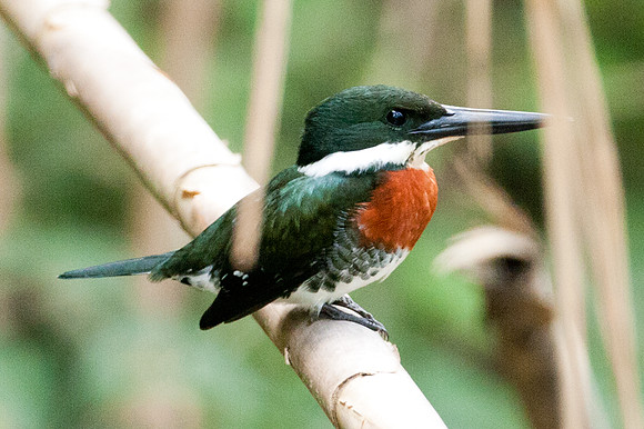 Green Kingfisher (Chloroceryle americana) Male