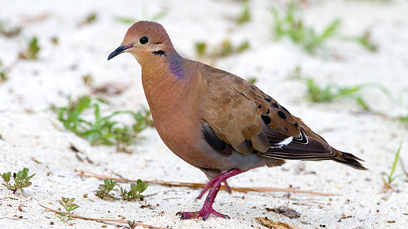 Mourning Dove (Zenaida macroura)