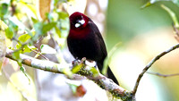 Silver-beaked Tanager (Ramphocelus carbo)
