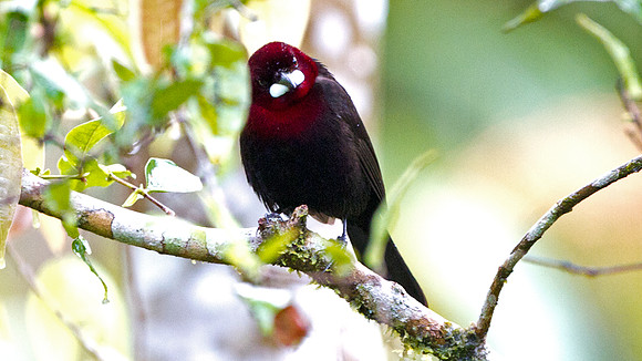 Silver-beaked Tanager (Ramphocelus carbo)