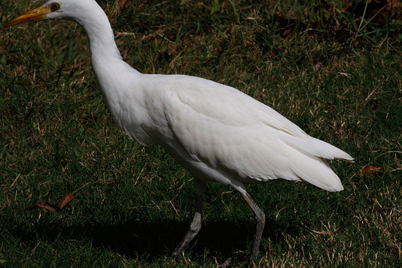 Great Egret (Ardea alba) also known as Great White Egret, Common Egret
