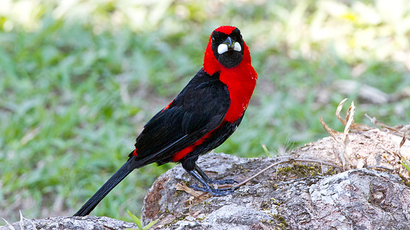 Masked Crimson Tanager (Ramphocelus nigrogularis)