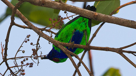Orange-eared Tanager (Chlorochrysa calliparaea)