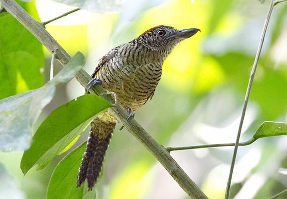 Fasciated Antshrike (Cymbilaimus lineatus) female
