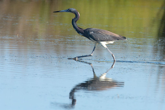 Tricolored Heron (Egretta tricolor)