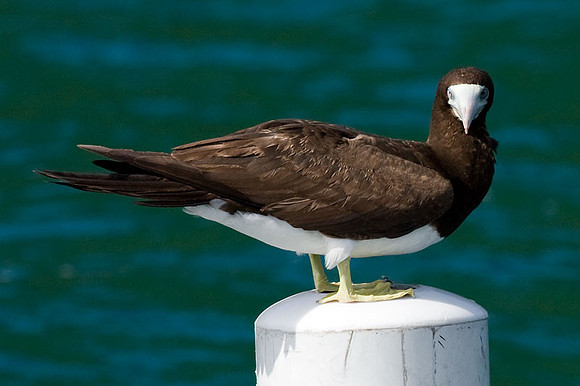 Brown Booby (Sula leucogaster)