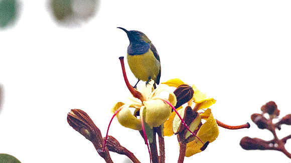 Olive-backed Sunbird (Nectarinia jugularis) male