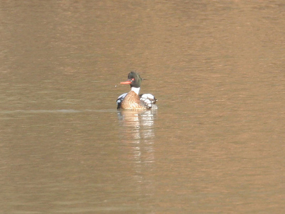 Red-breasted Merganser (Mergus serrator)