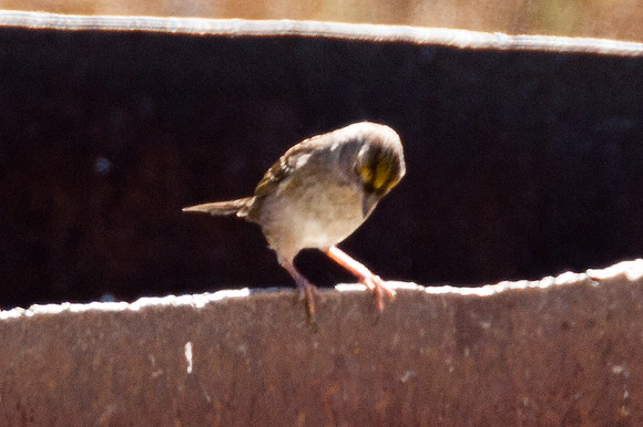 Golden-crowned Sparrow (Zonotrichia atricapilla)