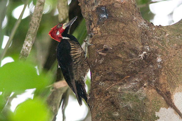 Crimson-crested Woodpecker (Campephilus melanoleucos)