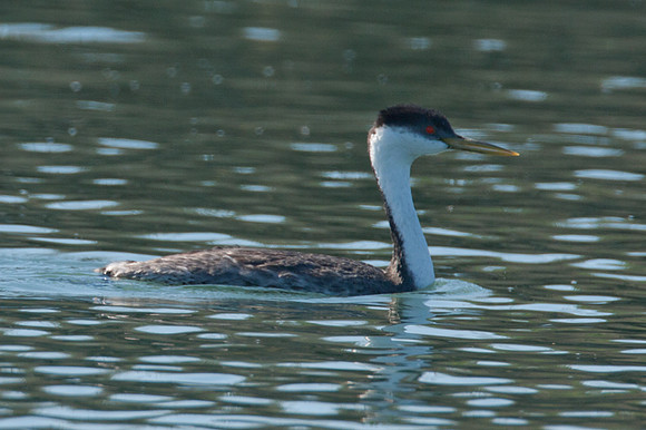 Western Grebe (Aechmophorus occidentalis)