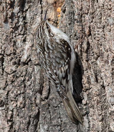 Brown creeper (Certhia americana)