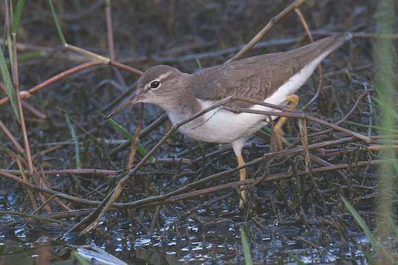 Spotted Sandpiper (Actitis macularius)