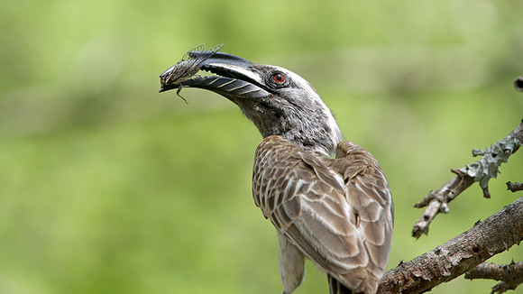 African Grey Hornbill (Tockus nasutus)