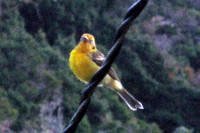 Orchard Oriole (Icterus spurius) female