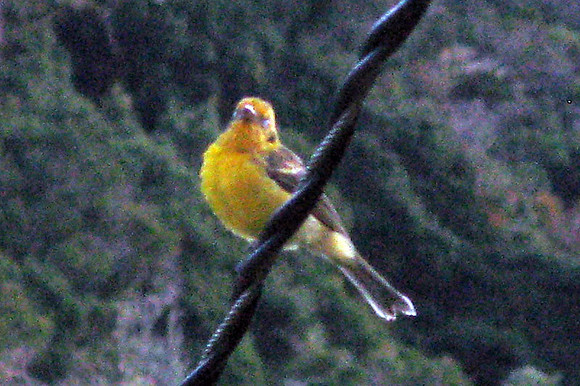 Orchard Oriole (Icterus spurius) female