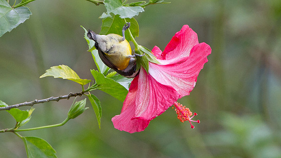 Bananaquit (Coereba flaveola)