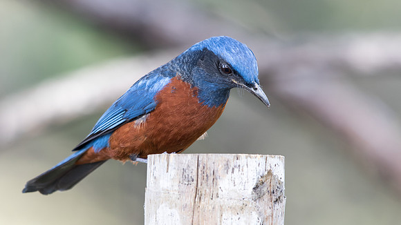 Chestnut-bellied rock thrush (Monticola rufiventris) Male