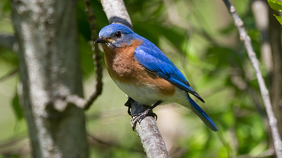 Eastern Bluebird (Sialia sialis) Male