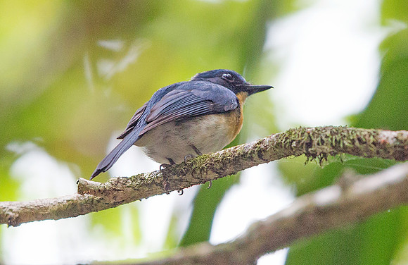 Palawan blue flycatcher (Cyornis lemprieri) Male
