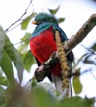Resplendent Quetzal (Pharomachrus mocinno) juvenile