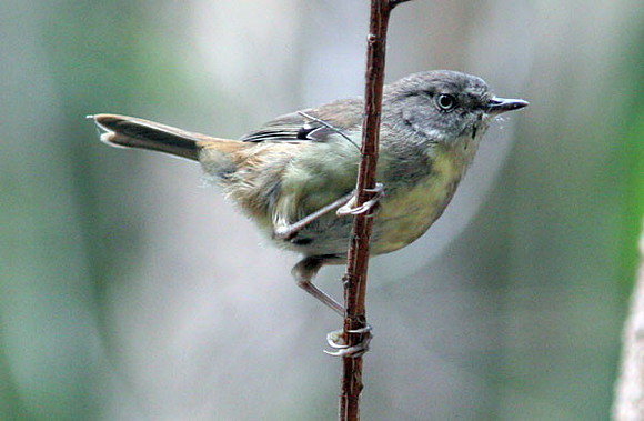 White-browed Scrubwren (Sericornis frontalis)