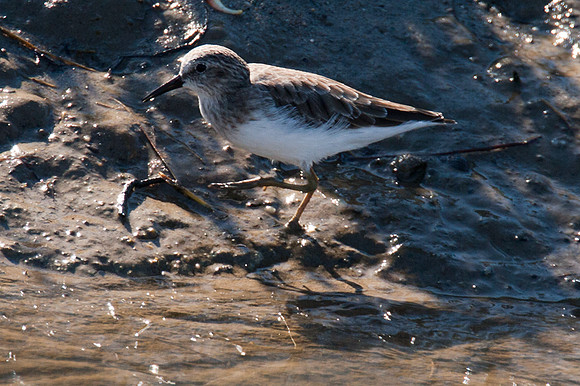 Least Sandpiper (Calidris minutilla)