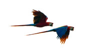 Scarlet Macaw (Ara macao)