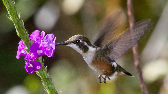 White-bellied Woodstar (Chaetocercus mulsant) - female