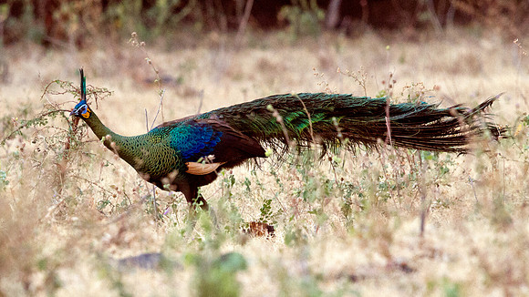 Green peafowl (Pavo muticus)