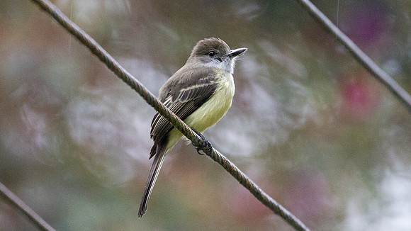 Pale-edged Flycatcher (Myiarchus cephalotes)