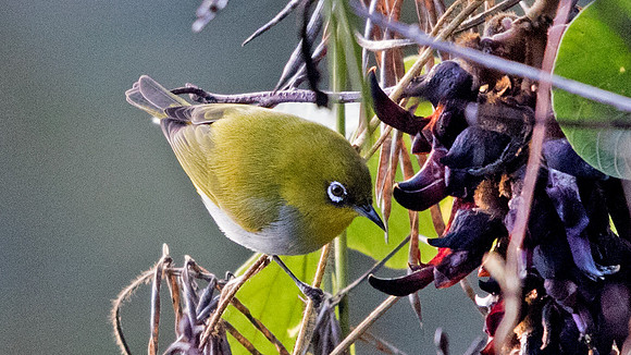 Chestnut-flanked white-eye (Zosterops erythropleurus)