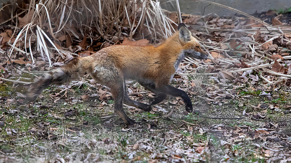 3Q2A1494 copy fox