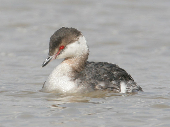Horned Grebe (Podiceps auritus) winter plumage; also known as Slavonian Grebe