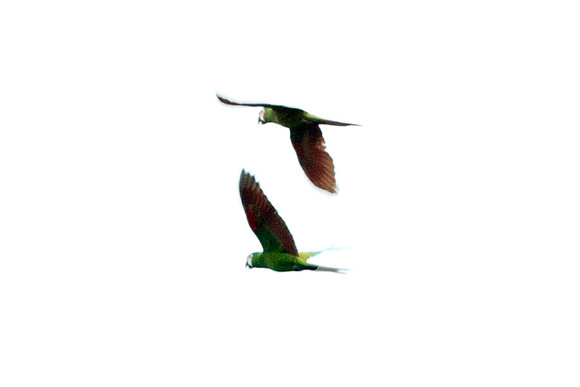 Chestnut-fronted Macaw (Ara severus)
