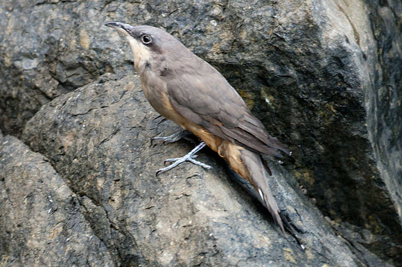 Mangrove Cuckoo (Coccyzus minor) immature