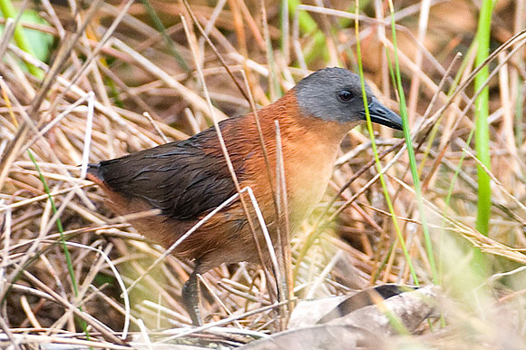 Ruddy Crake (Laterallus ruber)