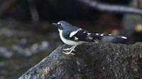 Slaty-backed forktail (Enicurus schistaceus)
