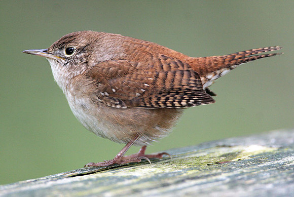 House Wren (Troglodytes aedon)