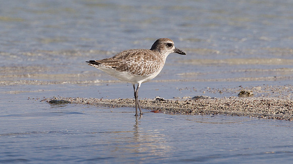 Black-bellied Plover (Pluvialis squatarola)