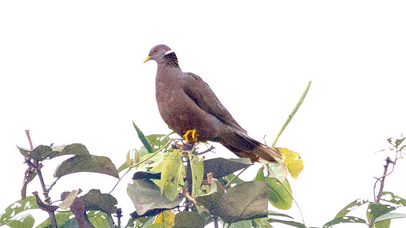 Band-tailed Pigeon (Patagioenas fasciata)