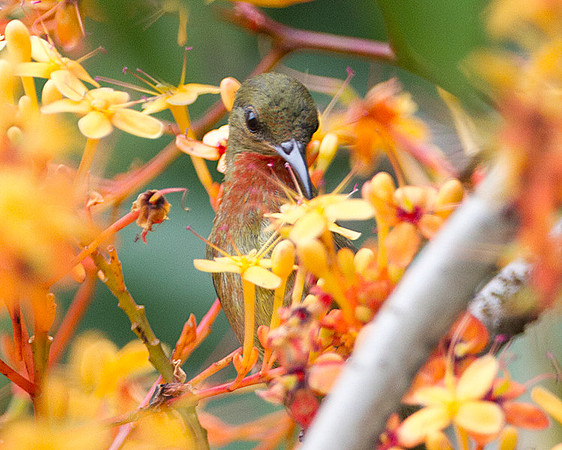 Eastern Crimson Sunbird (Aethopyga siparaja) juvenile