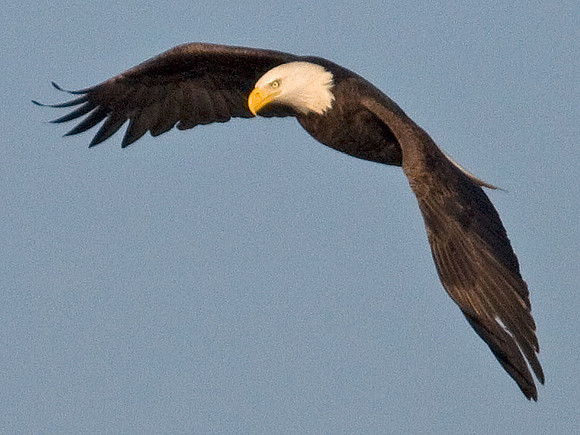 Bald Eagle (Haliaeetus leucocephalus)