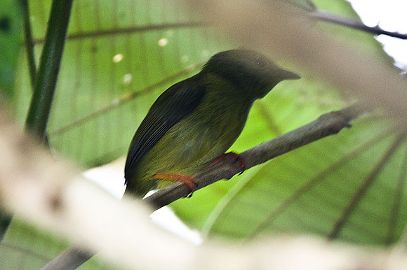 Golden-collared Manakin (Manacus vitellinus)