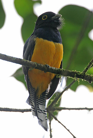 Violaceous Trogon (Trogon violaceus) male