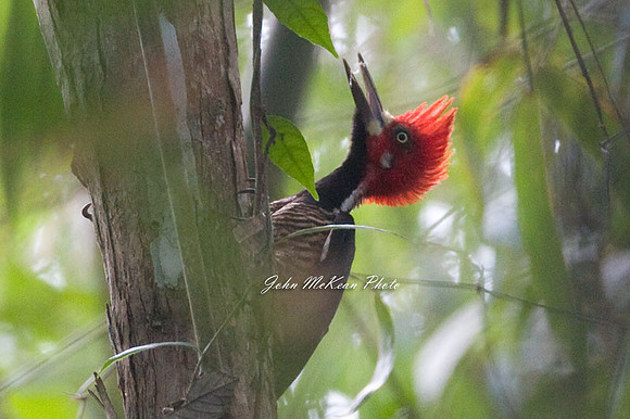 Crimson-crested Woodpecker (Campephilus melanoleucos) male