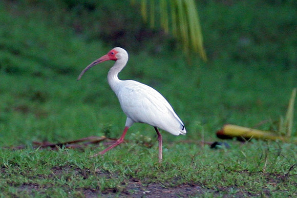 American White Ibis (Eudocimus albus)