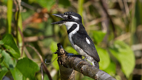 Pied Puffbird (Notharchus tectus)