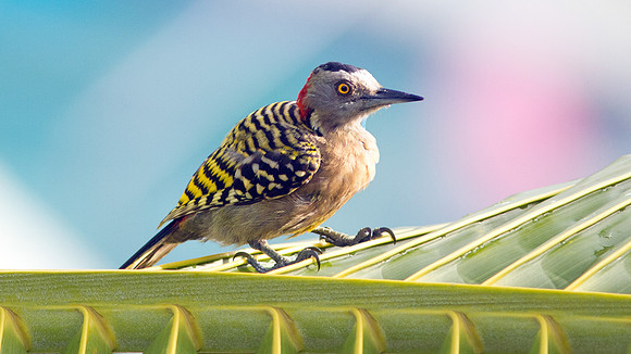 Hispaniolan Woodpecker (Melanerpes striatus)